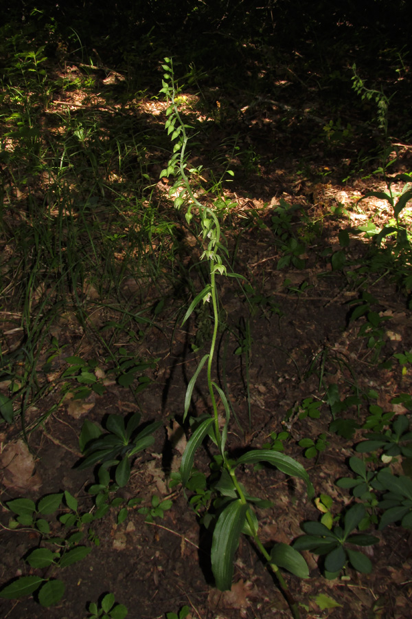 Image of Epipactis muelleri specimen.