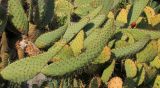 Opuntia engelmannii variety linguiformis. Побеги с плодом. Южный берег Крыма, Никитский ботанический сад, близ кактусовой оранжереи. 14 мая 2014 г.