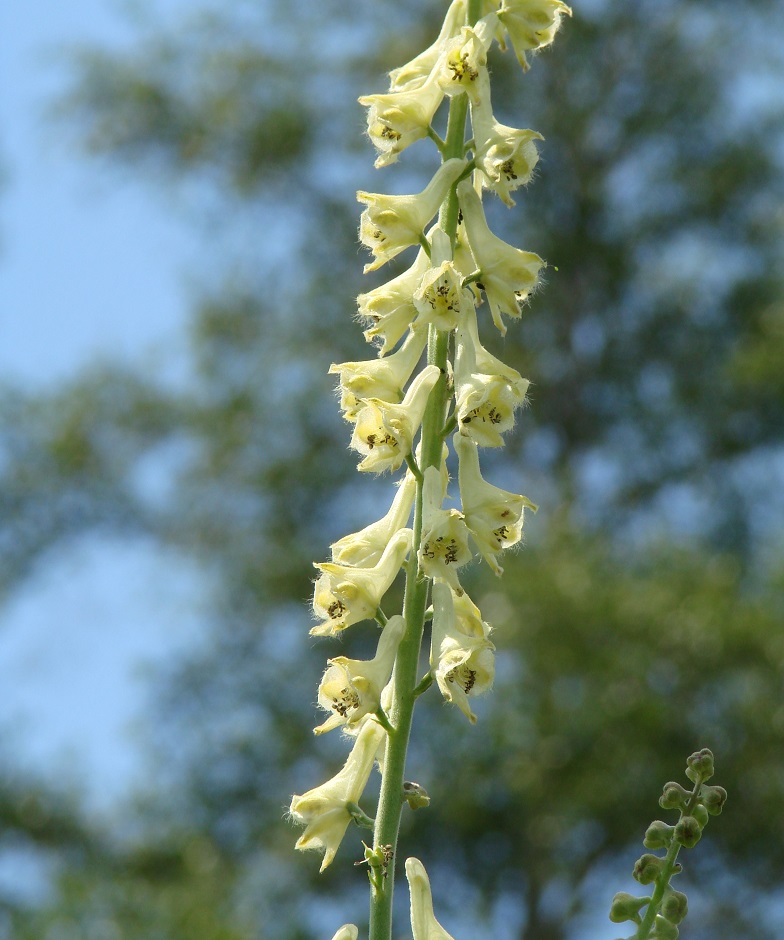 Image of Aconitum barbatum specimen.