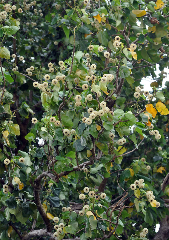 Image of Hernandia nymphaeifolia specimen.