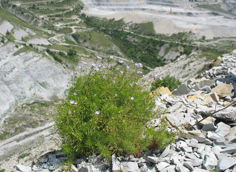 Image of Veronica filifolia specimen.