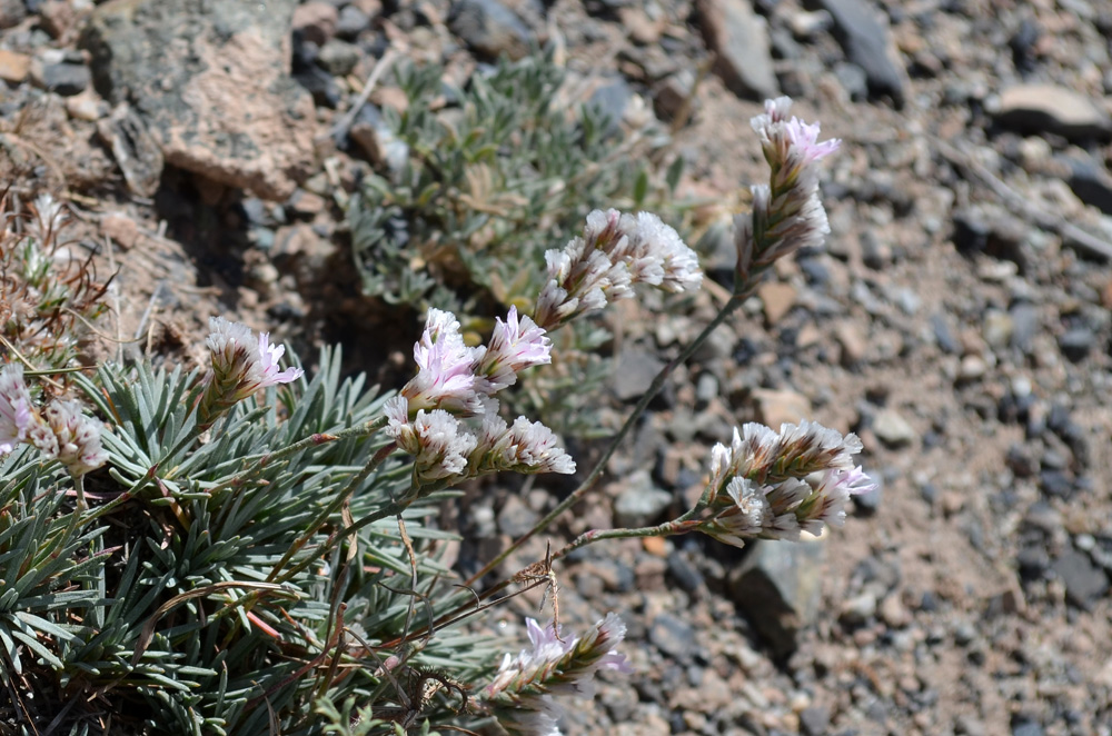 Image of Acantholimon pamiricum specimen.