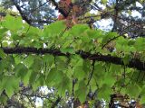 Parthenocissus tricuspidata. Побеги на ветви дерева. Абхазия, Гудаутский р-н, г. Новый Афон, у дороги. 19 августа 2009 г.