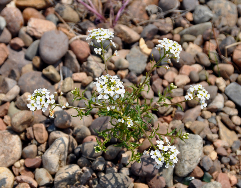 Изображение особи Dontostemon pinnatifidus.