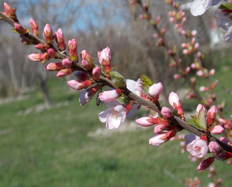 Изображение особи Cerasus tomentosa.