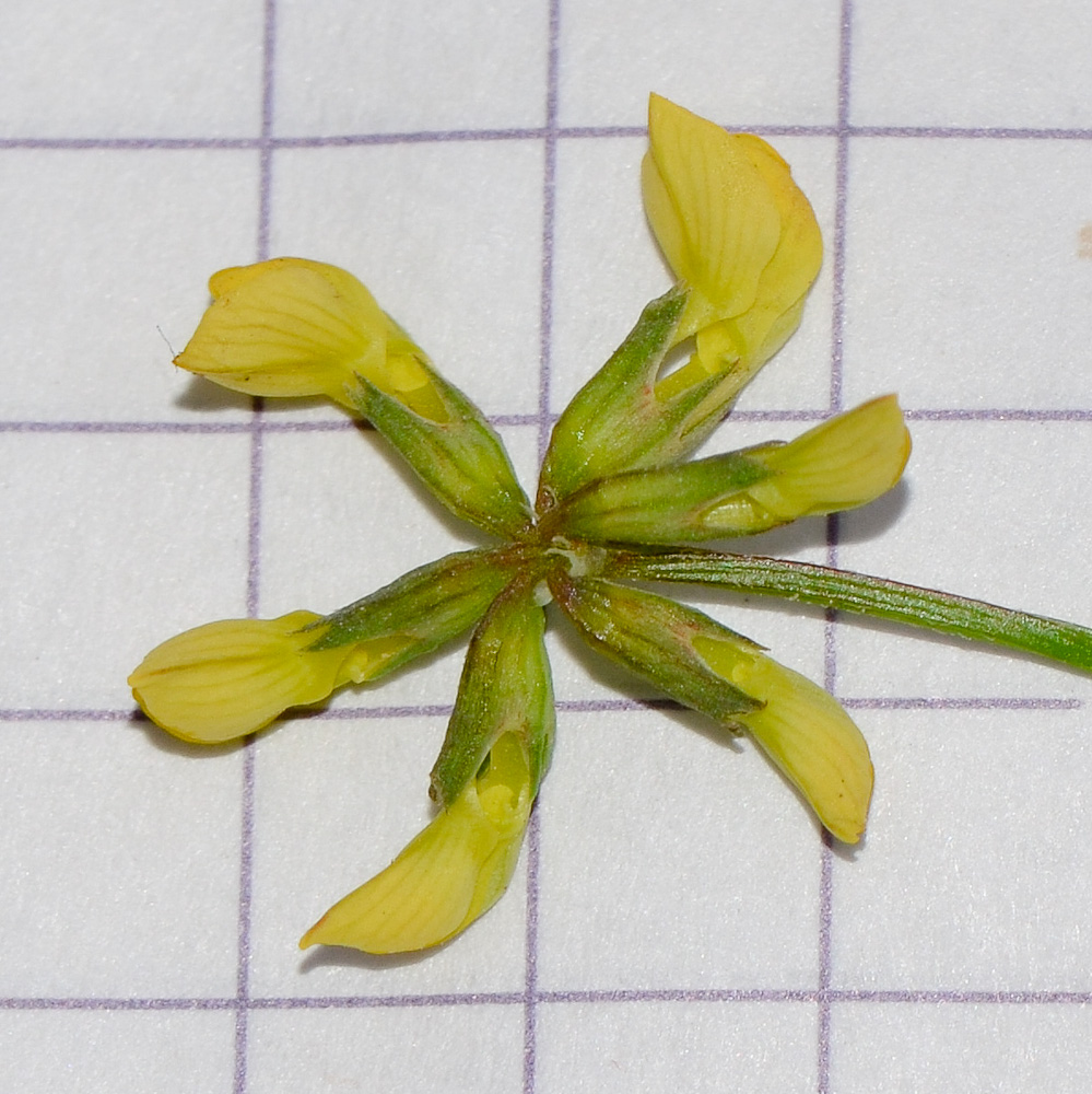 Image of Hippocrepis multisiliquosa specimen.