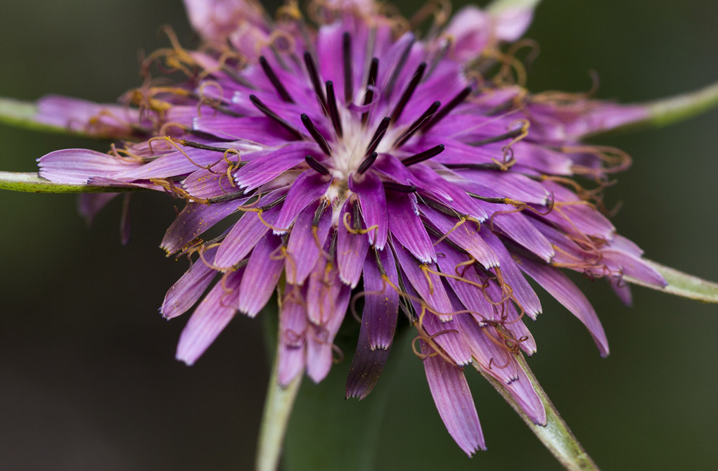 Изображение особи Tragopogon australis.