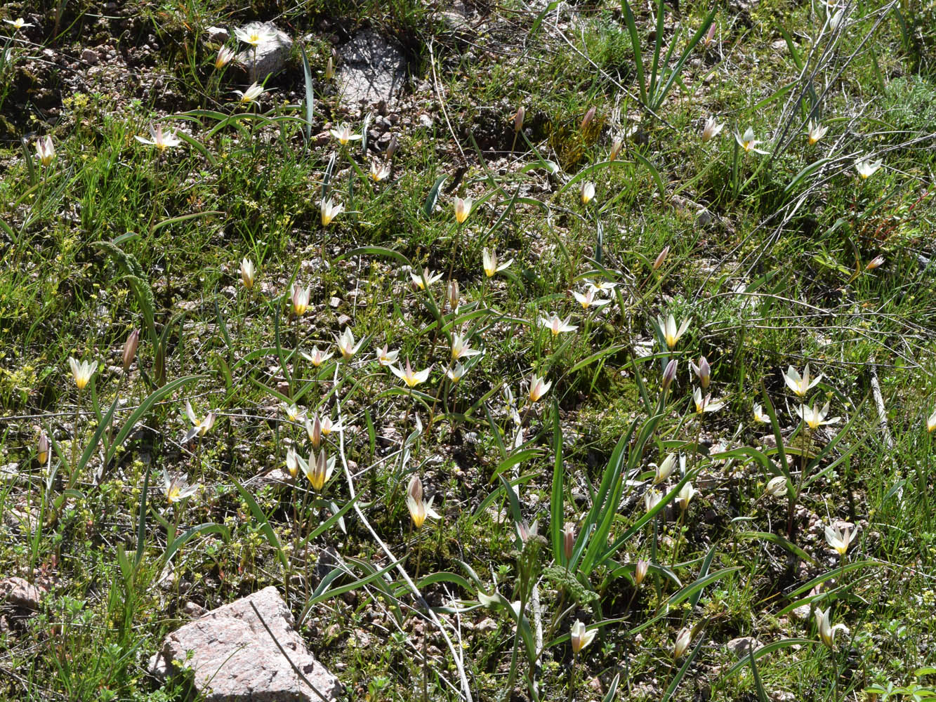 Image of Tulipa bifloriformis specimen.