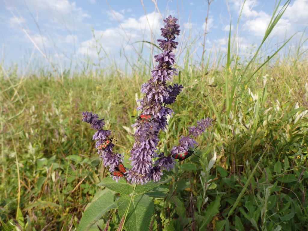 Image of Salvia verticillata specimen.