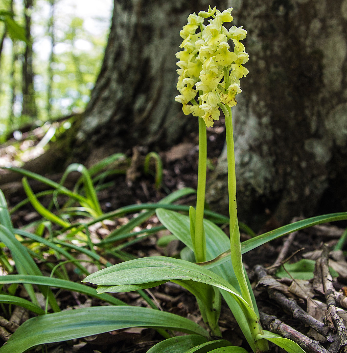 Image of Orchis pallens specimen.