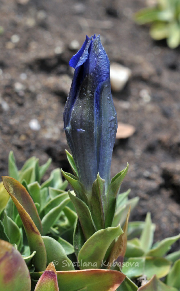 Image of Gentiana dinarica specimen.