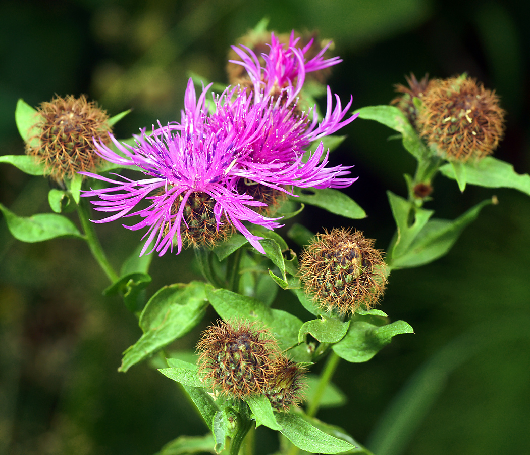 Изображение особи Centaurea pseudophrygia.