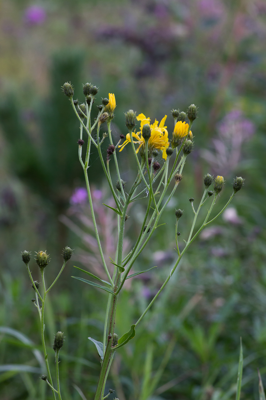 Image of Hieracium umbellatum specimen.