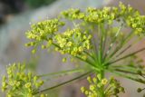 Peucedanum longifolium. Часть соцветия. Республика Адыгея, Майкопский р-н, ок. 1 км севернее пос. Хамышки, южный склон горы Монах, выс. ок. 1000 м н.у.м., на скале. 21.08.2016.