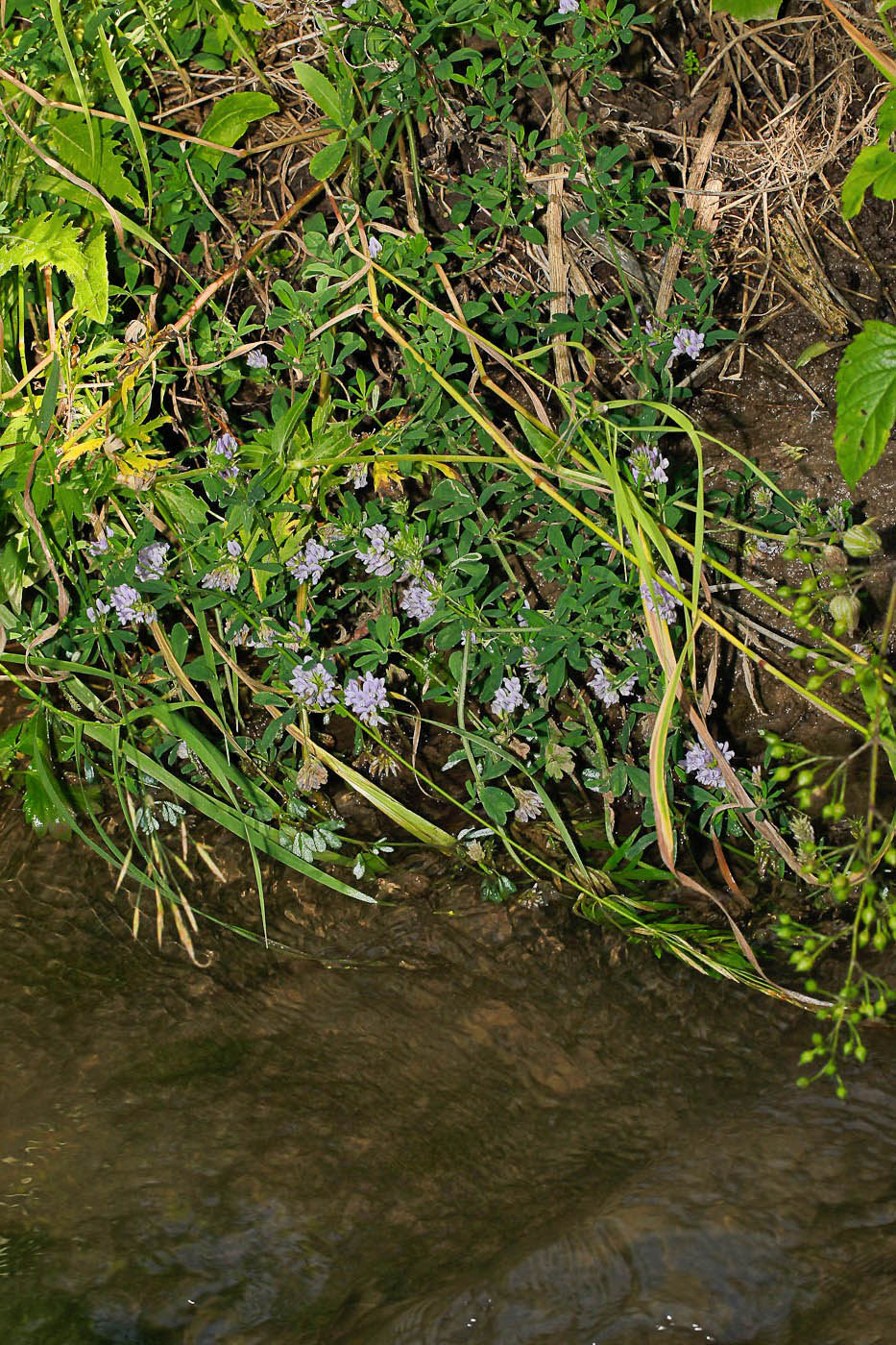 Image of Medicago sativa specimen.