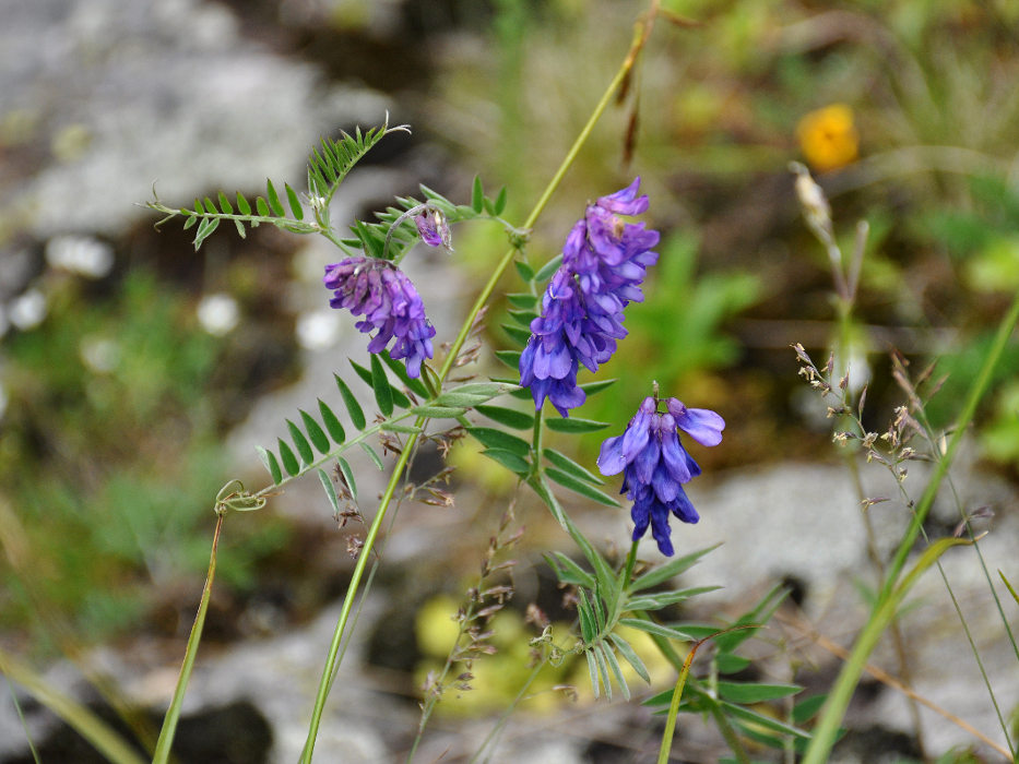 Image of Vicia grossheimii specimen.