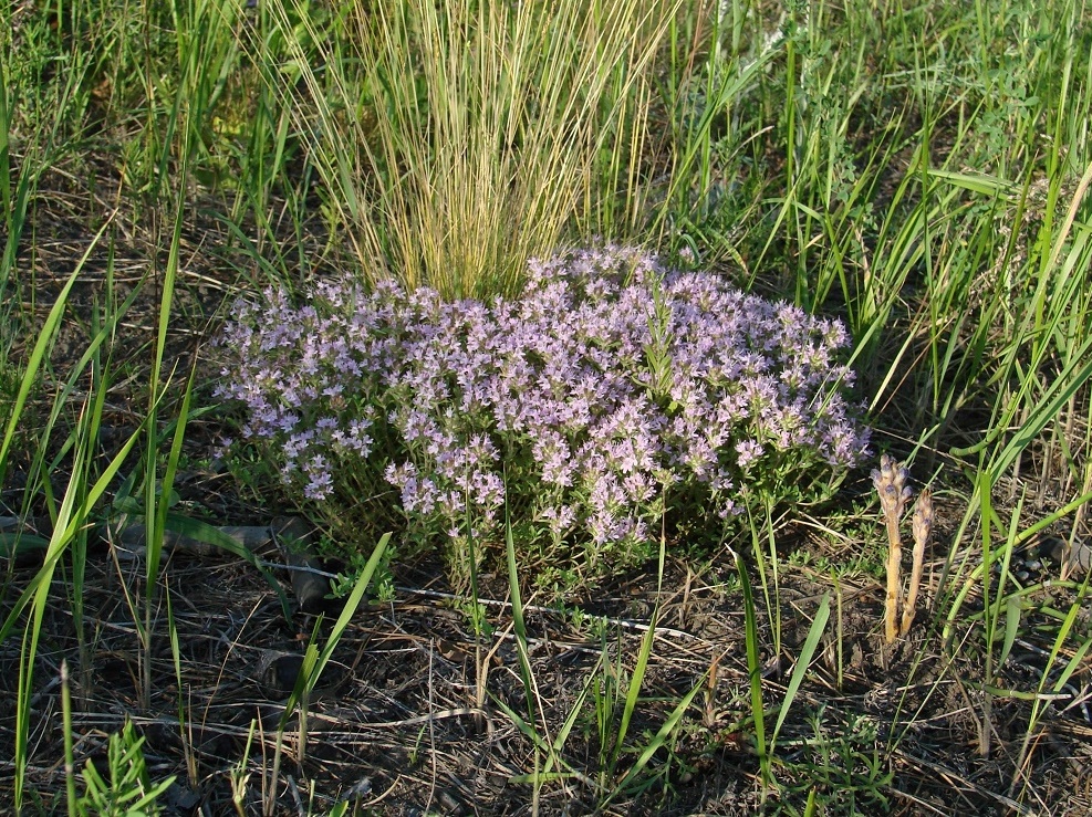 Изображение особи род Thymus.