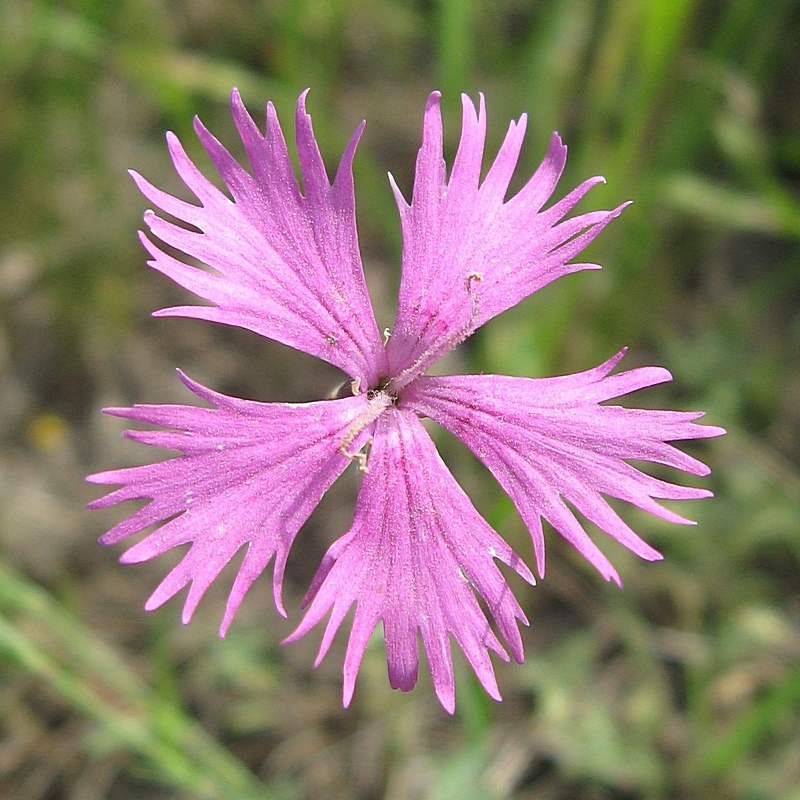 Image of Dianthus &times; jaczonis specimen.