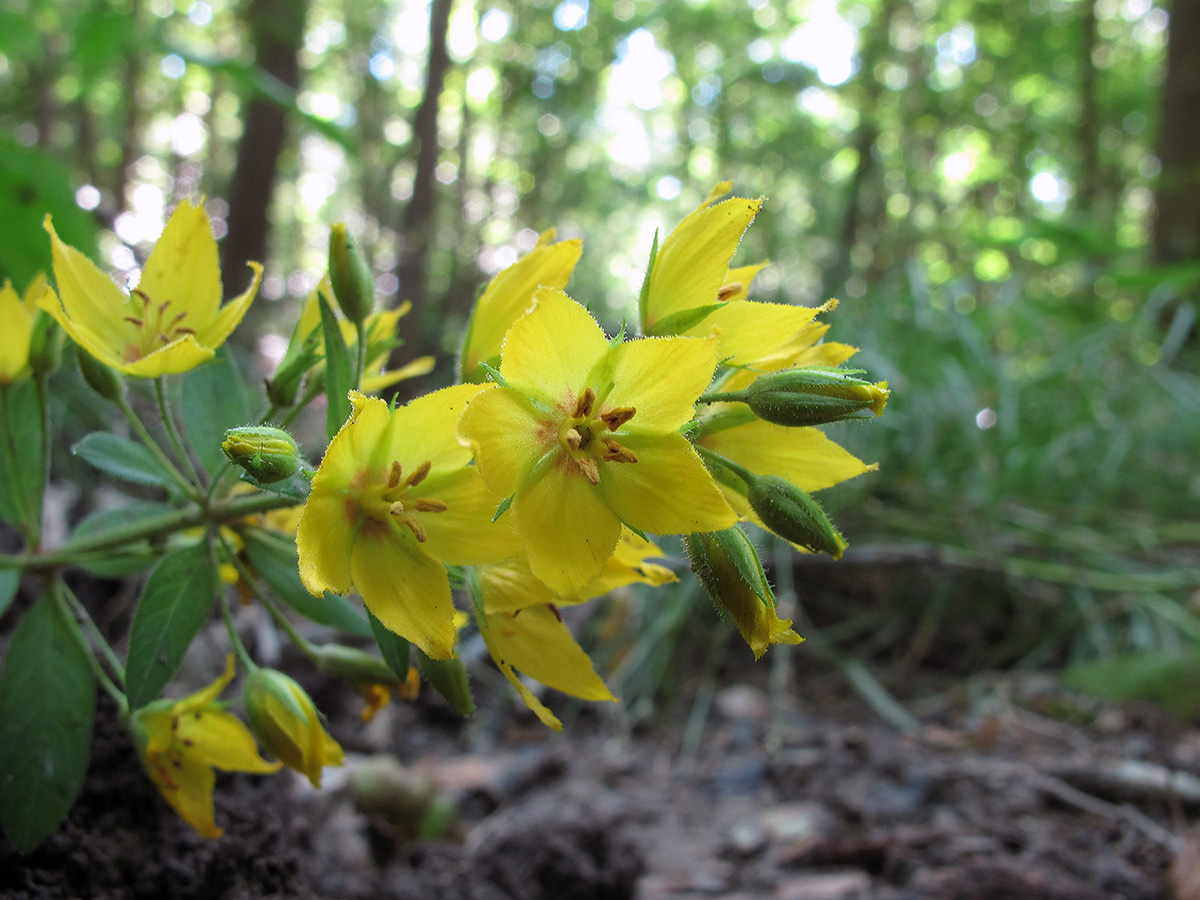 Image of Lysimachia verticillaris specimen.