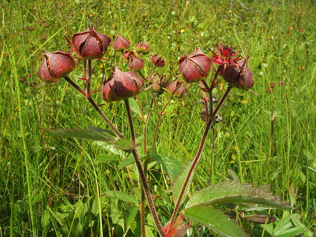 Image of Comarum palustre specimen.