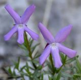 Viola delphinantha