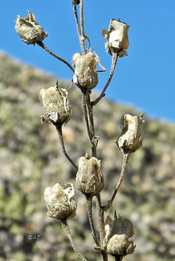 Image of genus Digitalis specimen.