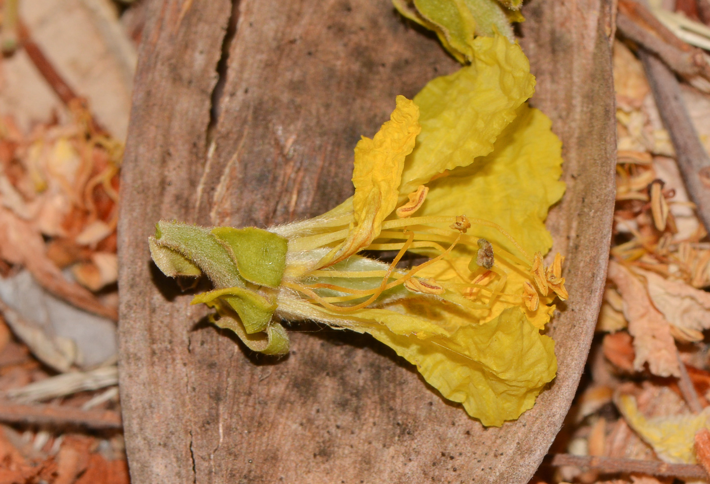 Image of Peltophorum africanum specimen.