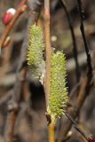 Salix lasiolepis. Побег с женскими соцветиями. США, Калифорния, Сан-Франциско, берег океана. 15.02.2017.