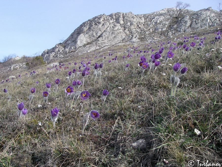 Image of Pulsatilla taurica specimen.