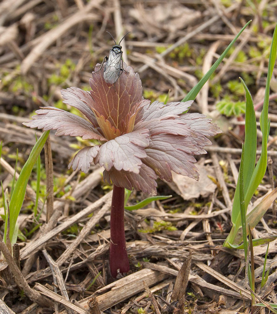 Image of Trollius europaeus specimen.