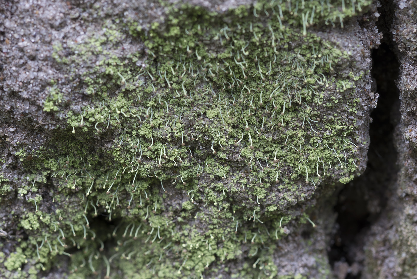 Image of Chaenotheca furfuracea specimen.