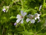 Geranium igoschinae. Цветки. Башкортостан, долина р. Юрюзань ниже г. Усть-Катав, склон Жеребчикова гребня, разреженный смешанный лес. 11 июня 2017 г.