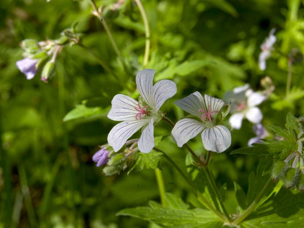 Image of Geranium igoschinae specimen.