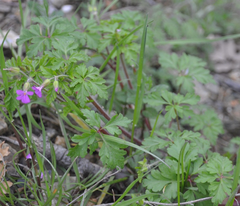 Изображение особи Geranium purpureum.