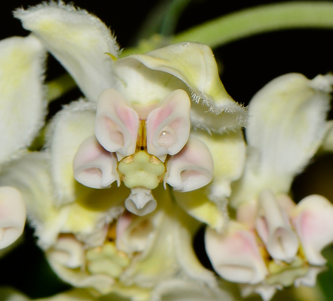 Image of Gomphocarpus physocarpus specimen.