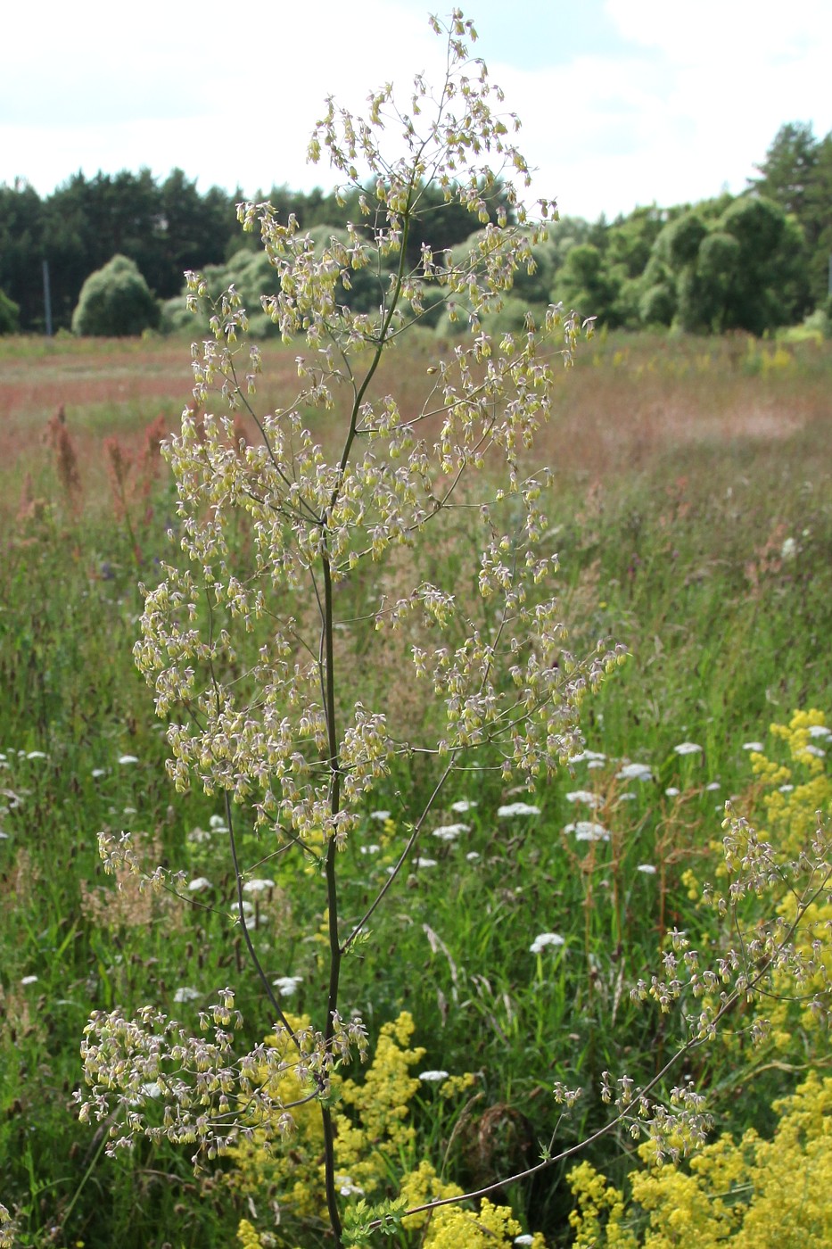 Image of Thalictrum minus specimen.