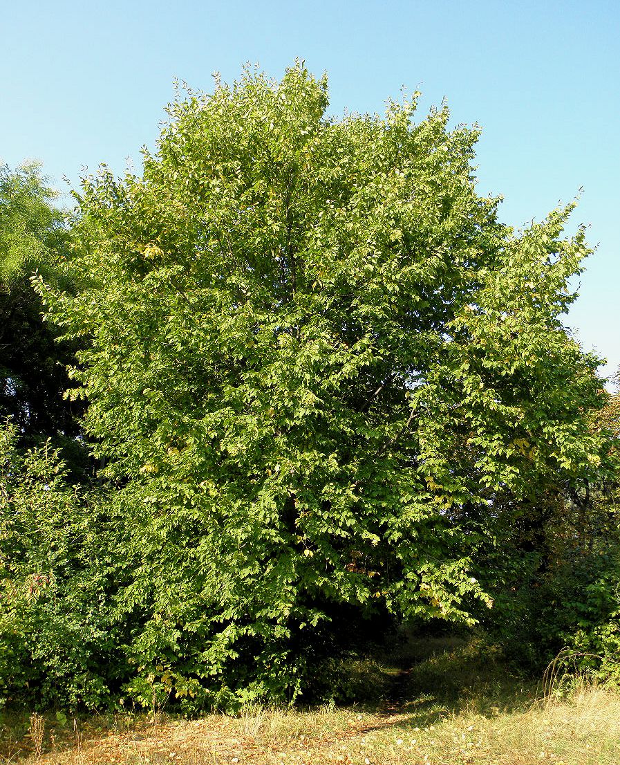 Image of Carpinus betulus specimen.