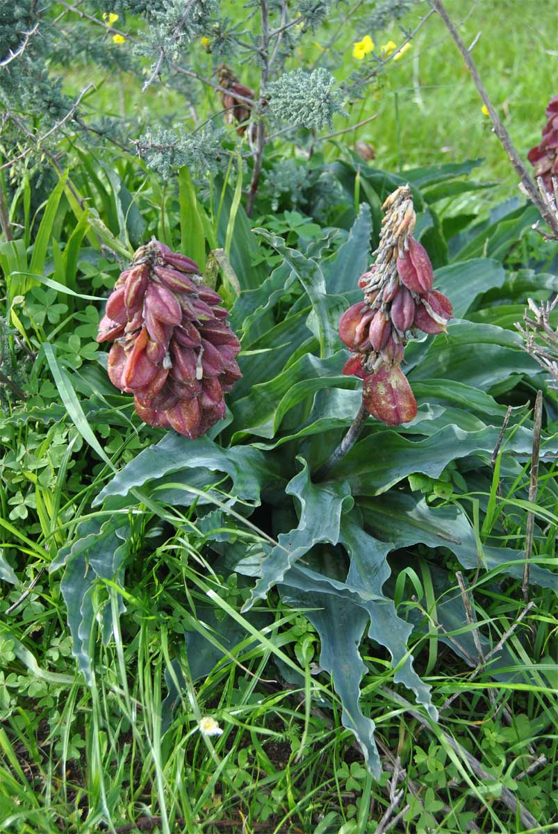 Изображение особи Veltheimia capensis.