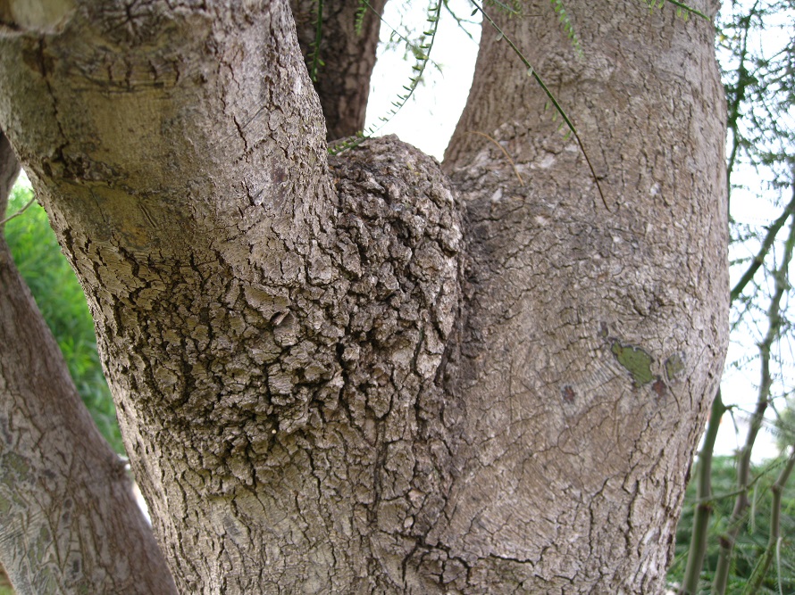 Image of Parkinsonia aculeata specimen.