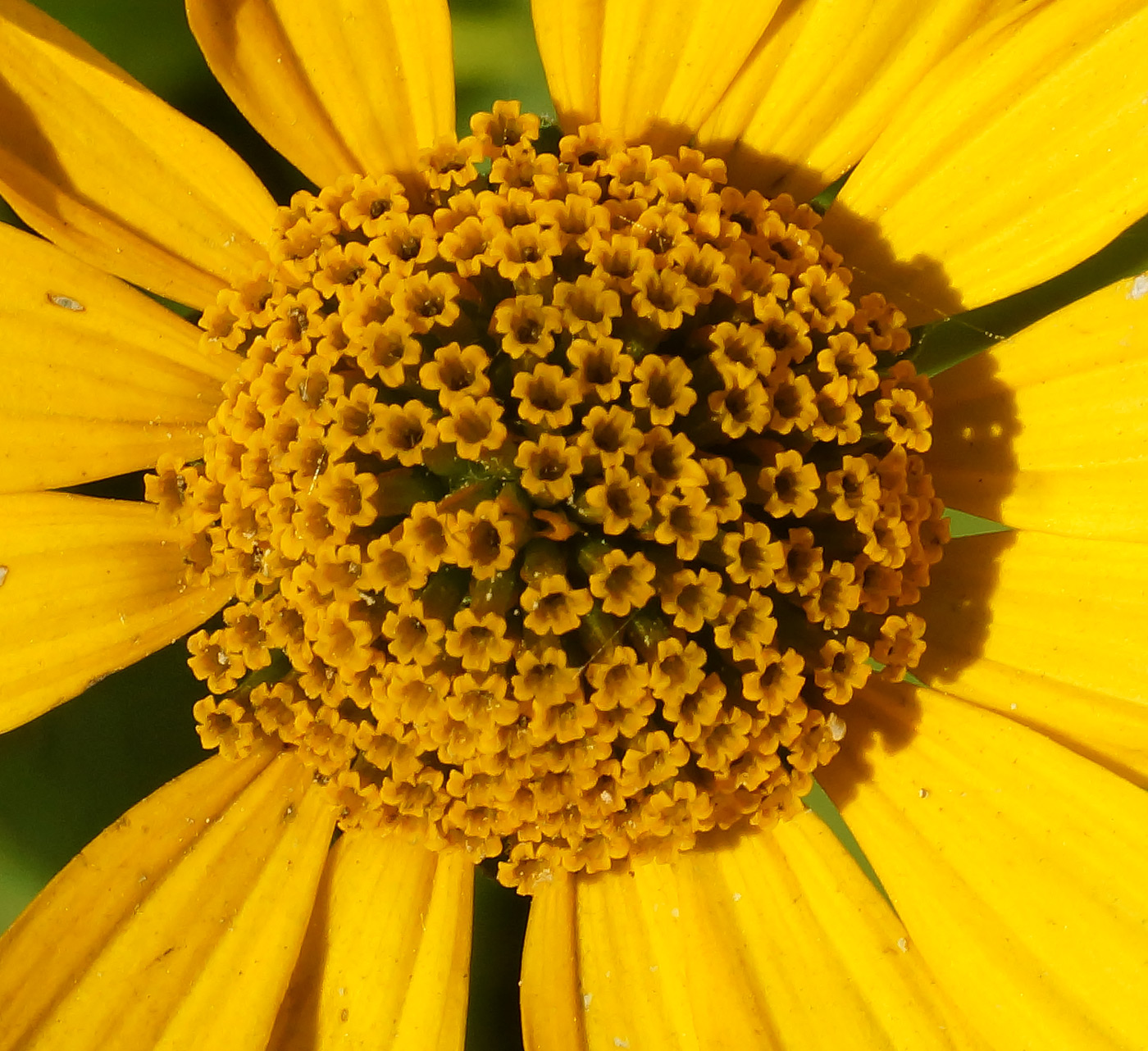 Image of Heliopsis helianthoides ssp. scabra specimen.