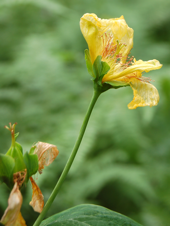 Изображение особи Hypericum ascyron.