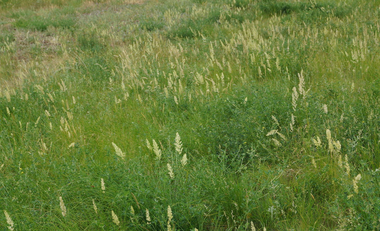 Image of genus Koeleria specimen.