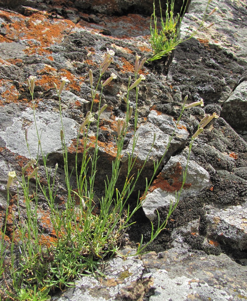 Image of Silene linearifolia specimen.