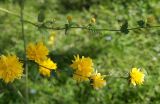 Kerria japonica variety pleniflora. Ветви с цветками и бутонами (махровая форма). Северная Осетия, Владикавказ, озеленение в парке. 06.05.2010.