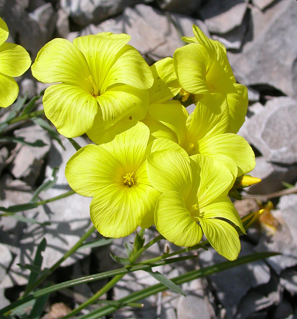 Изображение особи Linum tauricum.