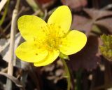 Waldsteinia subspecies maximowicziana