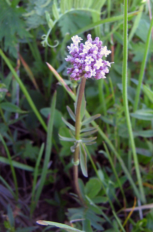 Image of Valeriana dubia specimen.