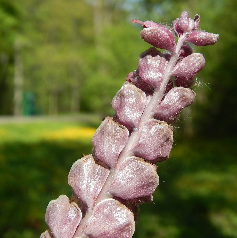 Image of Lathraea squamaria specimen.