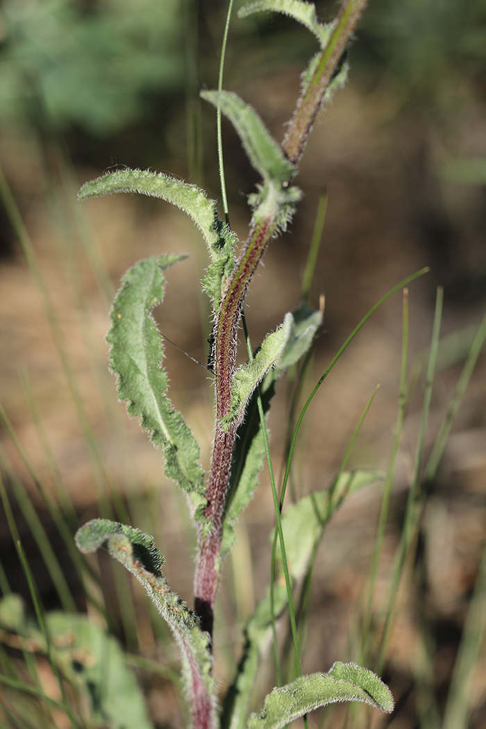 Image of Campanula praealta specimen.