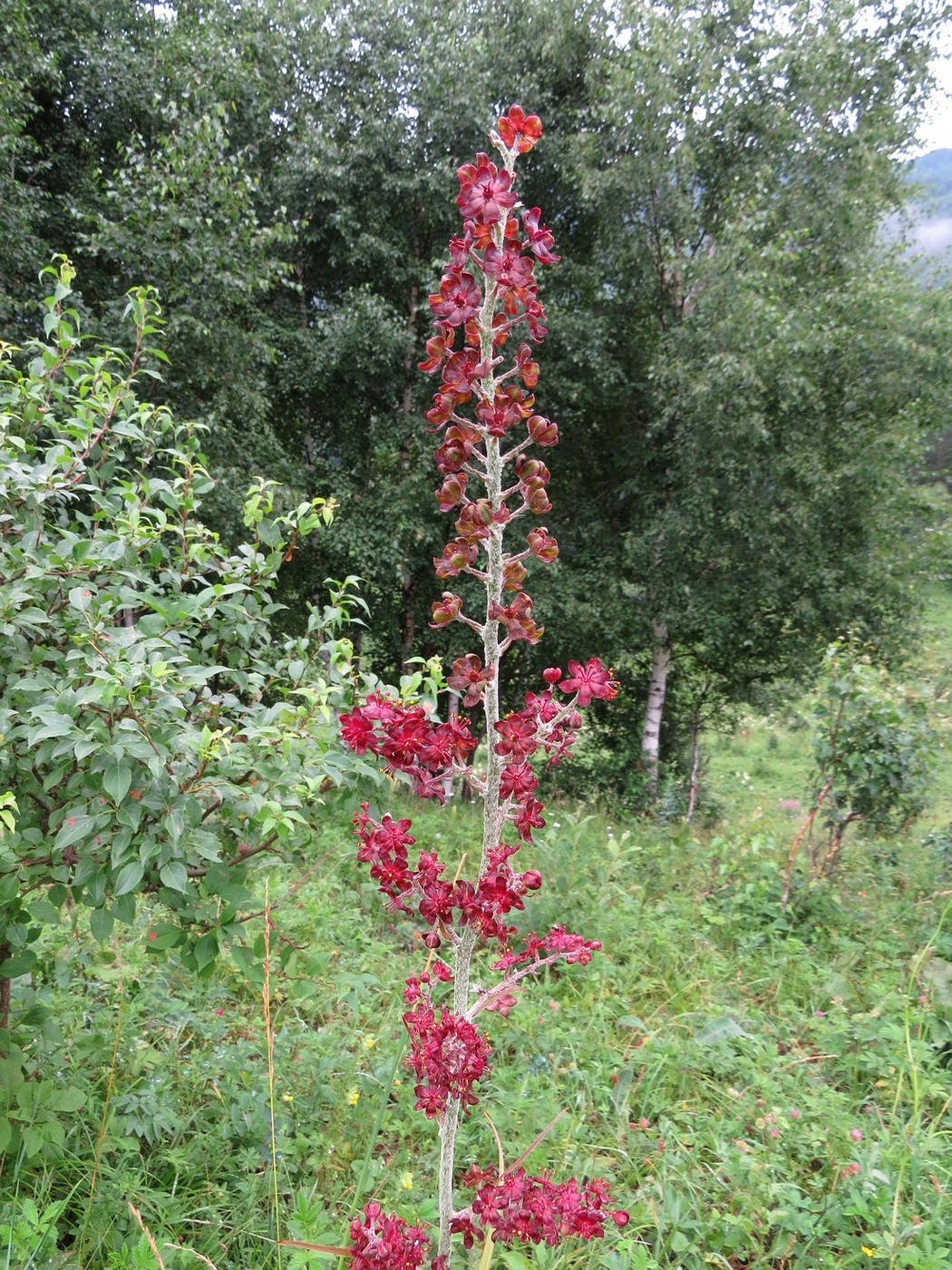 Image of Veratrum nigrum specimen.